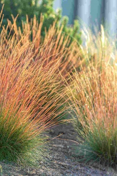 Вівсяниця блакитна (сиза) ‘Блуред’|Festuca glauca ‘Blue red’|Овсяница голубая (сиза) ‘Блуред’